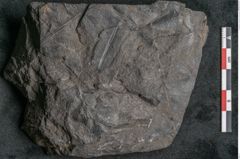 Foto (Detailansicht) von Thinnfeldia australis Ettingshausen (NHMW-GEO-2024-0188-10312)